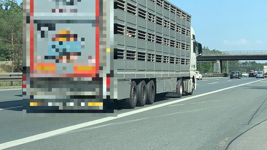 Polizei stoppt überhitzten Tiertransporter auf A3 bei Nürnberg - einige Schweine verendet, Tierrechtler stellen Anzeige