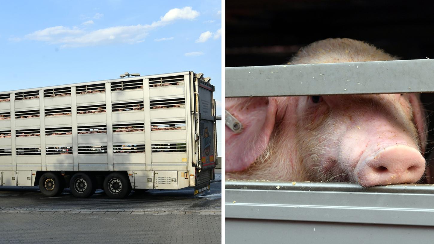 Ferkel tot: Überhitzter Schweinetransporter bei Nürnberg gestoppt