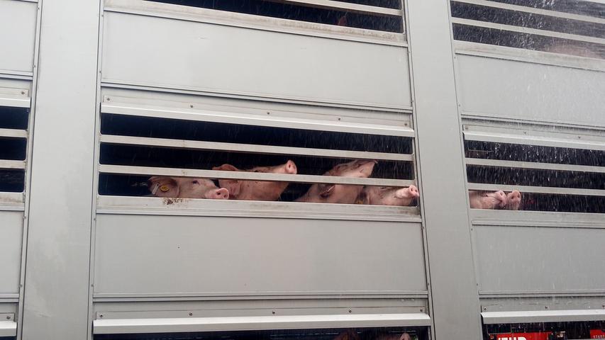 Polizei stoppt überhitzten Tiertransporter auf A3 bei Nürnberg