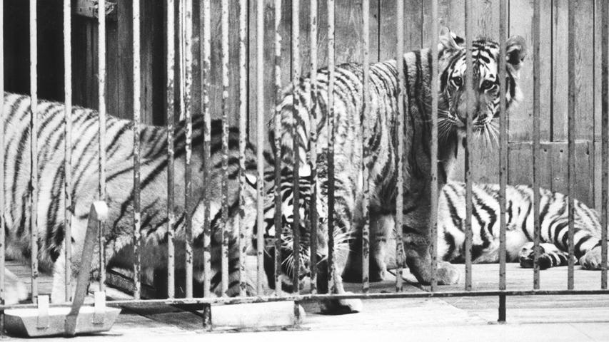 Die Tage dieser alten Käfige sind gezählt, schon bald darf der Tiger umziehen.  Hier geht es zum Artikel vom 1. August 1969: Eine neue Wohnung im Zoo