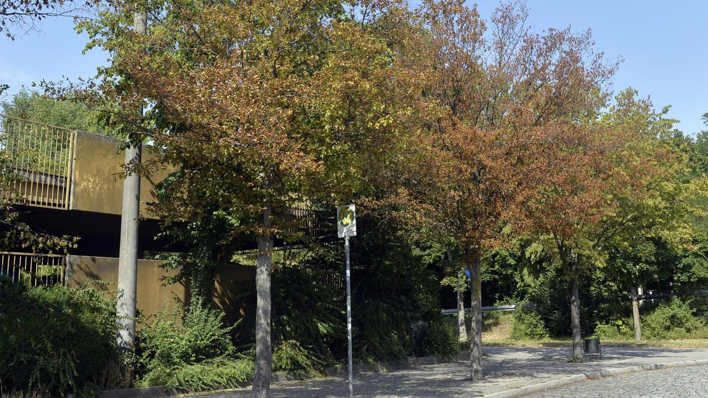 Erlangen: Über 200 Bäume müssen weichen
