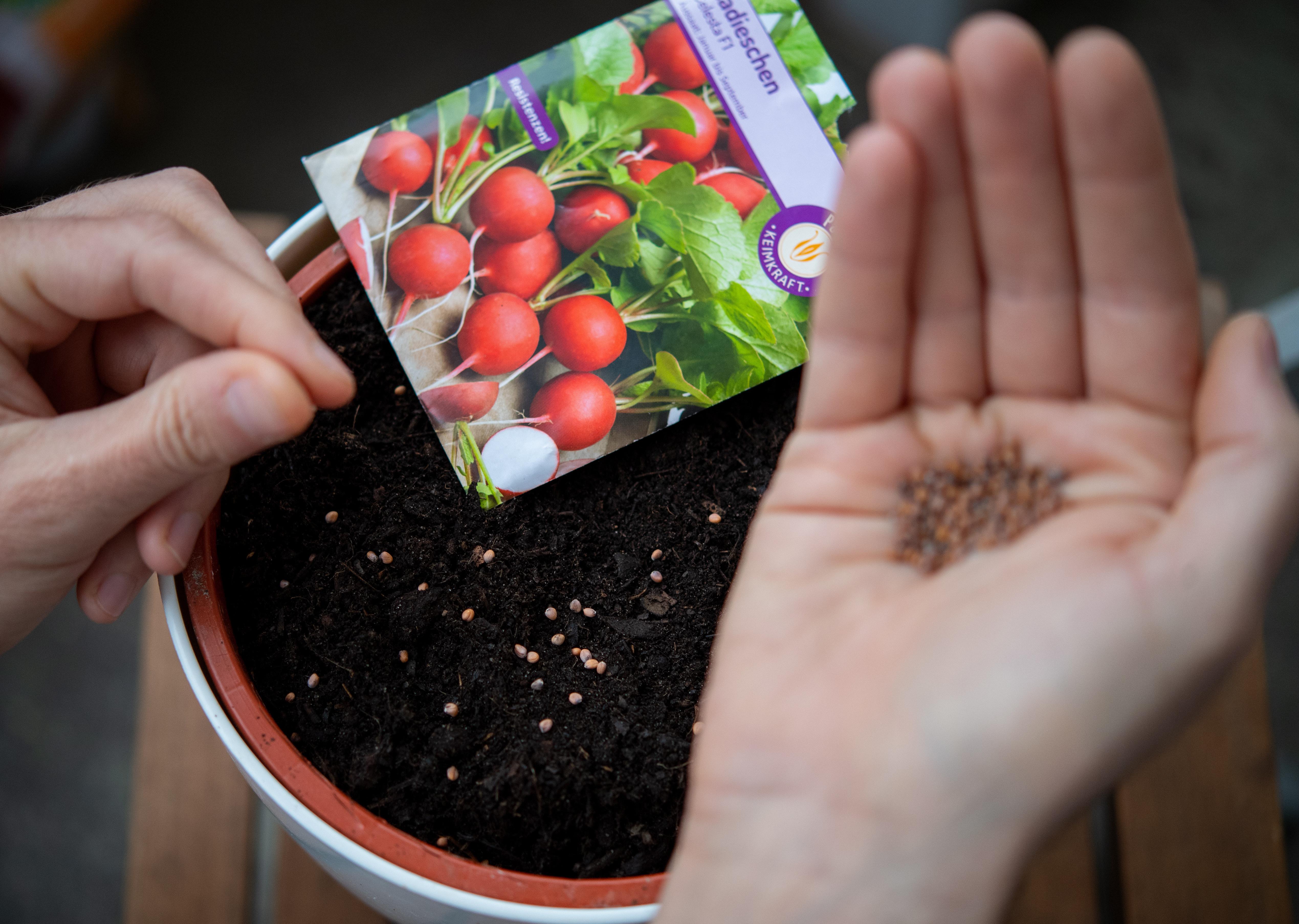 Nun wird gesät, was das Herz begehrt und was die Beete an Platz hergeben, ob Grünkohl, Rote Bete, Erbsen, Kohlrabi, Bohnen oder Kräuter. Am besten, man hält sich an den Anbaukalender. Dabei gilt: Lieber robuste, einheimische Sorten wählen als exotische. Mit wenig Pflege wachsen sie zuverlässig und werfen gute Erträge ab. Auch welche Bedingungen und Pflege Pflanzen brauchen, sind wesentlich. Beispiel Tomaten: Wer sie ohne Dach ins Freie stellt und das frühzeitige Ausgeizen der Seitentriebe vergisst, wird wenig Freude haben. Ebenso elementar ist es, die Fruchtfolge im Gemüsebeet zu planen, um Krankheiten und Schädlingen keine Chance zu geben. Außerdem sollte jeder Gartenbegeisterte das Prinzip der Mischkulturen kennen. Denn Beet-Nachbarn, die sich miteinander vertragen, halten sich gesund: Lauch zum Beispiel vertreibt Möhrenfliegen und Karotten wiederum vertreiben Zwiebelfliegen.