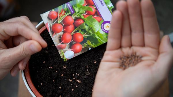 Nun wird gesät, was das Herz begehrt und was die Beete an Platz hergeben, ob Grünkohl, Rote Bete, Erbsen, Kohlrabi, Bohnen oder Kräuter. Am besten, man hält sich an den Anbaukalender. Dabei gilt: Lieber robuste, einheimische Sorten wählen als exotische. Mit wenig Pflege wachsen sie zuverlässig und werfen gute Erträge ab. Auch welche Bedingungen und Pflege Pflanzen brauchen, sind wesentlich. Beispiel Tomaten: Wer sie ohne Dach ins Freie stellt und das frühzeitige Ausgeizen der Seitentriebe vergisst, wird wenig Freude haben. Ebenso elementar ist es, die Fruchtfolge im Gemüsebeet zu planen, um Krankheiten und Schädlingen keine Chance zu geben. Außerdem sollte jeder Gartenbegeisterte das Prinzip der Mischkulturen kennen. Denn Beet-Nachbarn, die sich miteinander vertragen, halten sich gesund: Lauch zum Beispiel vertreibt Möhrenfliegen und Karotten wiederum vertreiben Zwiebelfliegen.