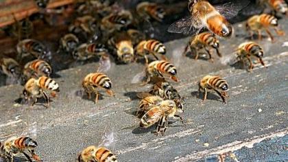 In Bayern droht ein großes Bienensterben In Bayern droht ein großes Bienensterben