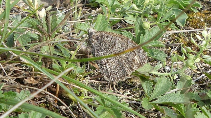 Habt ihr schon mal von der Berghexe gehört? Das ist eine äußerst seltene Schmetterlingsart, die in Mittelfranken so gut wie nur noch am Hesselberg zu finden ist.