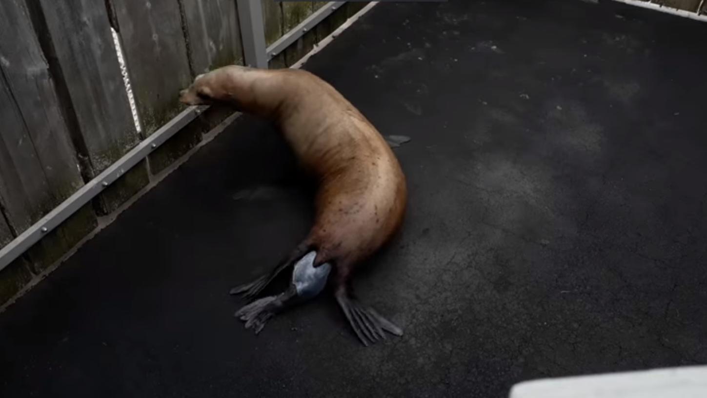Video aus dem Tiergarten: Hier kommt ein Seelöwe zur Welt