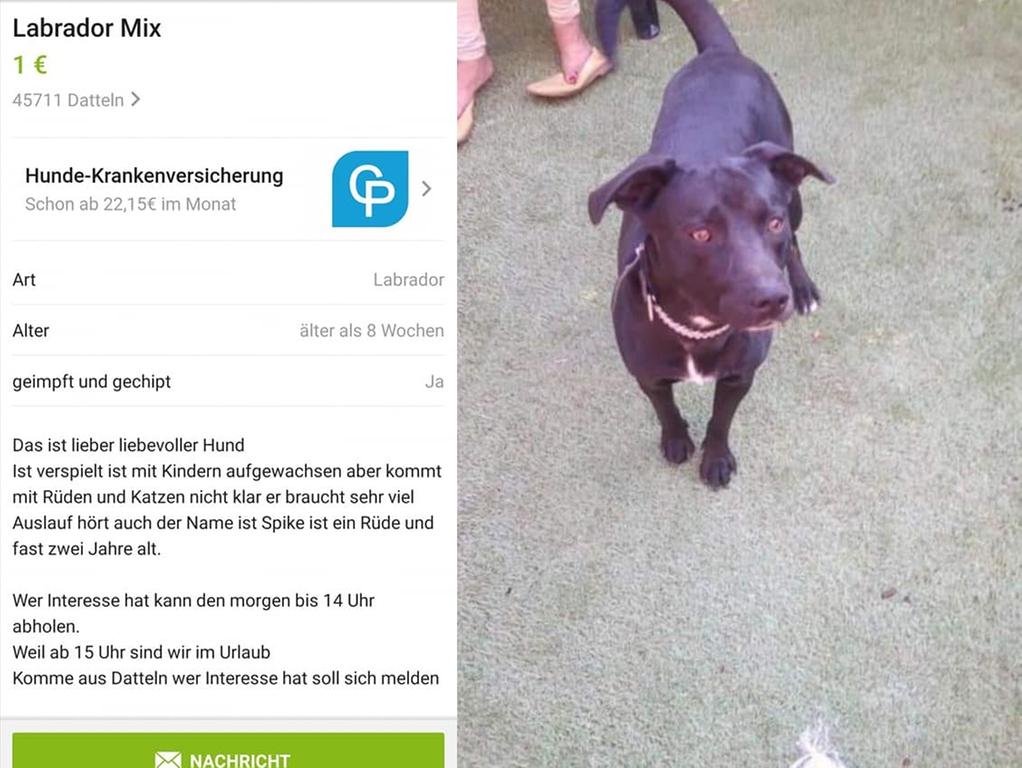 besitzer wollten in den urlaub hund fur einen euro auf ebay angeboten panorama nordbayern de