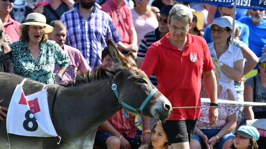 Auf die Hufe, fertig, los: Wildes Eselrennen in Hersbruck