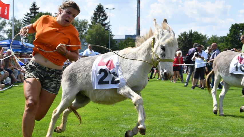 Auf die Hufe, fertig, los: Wildes Eselrennen in Hersbruck