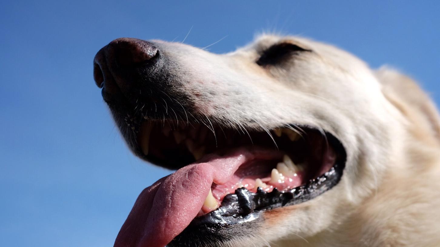 Besitzer eines über vier Monate alten Hundes sind verpflichtet, Hundesteuer zu zahlen. Sie bekommen dann eine Steuermarke ausgehändigt, die der Hund außerhalb der Wohnung zu tragen hat - andernfalls kann Bußgeld verlangt werden.