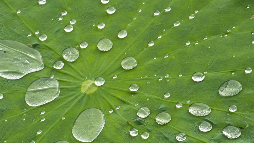Eines der bekanntesten Beispiele aus der Bionik ist der Lotuseffekt. Auf den Blättern der Lotuspflanze aber auch von vielen Insektenflügeln perlen Wassertropfen ab und nehmen dabei Schmutz und Staub mit. Diese Fähigkeit zur Selbstreinigung nutzen Hersteller heutzutage auch für Hausfassaden, Fensterscheiben und Regenjacken.