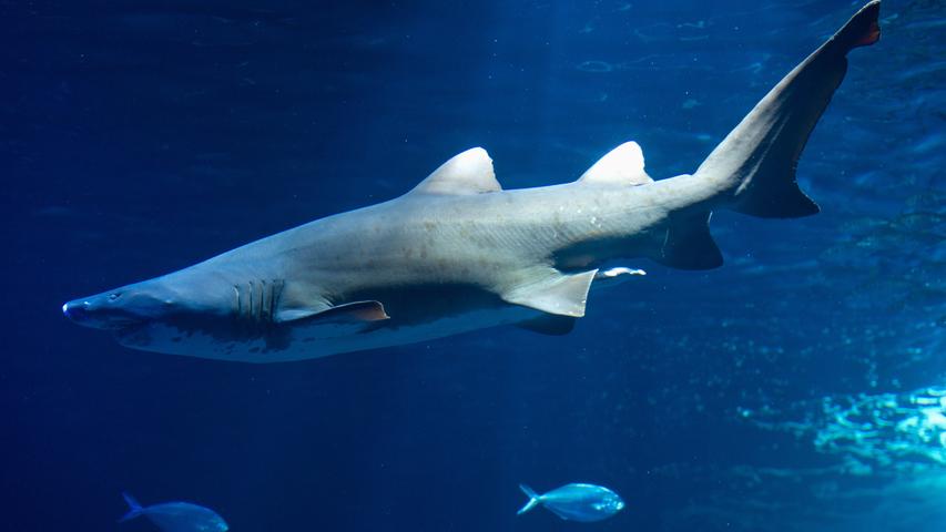 Haie sind hervorragende Schwimmer und schnelle Jäger. Im Laufe der Evolution hat sich ihr Körper über Millionen Jahre perfekt ans Wasser angepasst. Dazu trägt ihre Stromlinienform bei, aber auch ihre Haut. Die besondere Struktur ihrer Schuppen verringert den Reibungswiderstand. Die Haie brauchen dadurch weniger Energie, um durchs Wasser zu gleiten. Außerdem setzen sich – anders als etwa bei Walen – keine Seepocken auf ihnen fest. Den gleichen Effekt nutzen Konstrukteure für Flugzeuge und Schiffe. Wenn sie dank künstlicher Haihaut auf dem Rumpf weniger Luft- und Wasser-Widerstand haben, verbrauchen sie auch weniger Treibstoff.