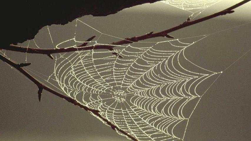 Leicht und trotzdem reißfest: Das zeichnet Spinnenfäden aus – und macht sie vielseitig einsetzbar. Wissenschaftler aus Bayreuth und Erlangen arbeiten daran, Herzgewebe aus einem Gerüst aus Spinnenseide zu züchten. Das Material ist biologisch abbaubar und steril, damit sich in der Natur im Spinnennetz keine Bakterien oder Pilze ansiedeln. Die Bayreuther Forscher beschichten auch Brustimplantate mit Seidenproteinen statt Silikon, weil das verträglicher für den Körper sein soll. Der Sportartikelhersteller Adidas entwickelt nachhaltige Schuhe aus dem Material.