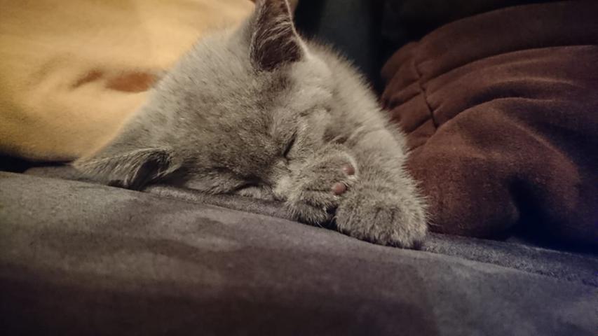Putzig, müde, verschmust: Das sind die Katzen-Bilder unserer Leser