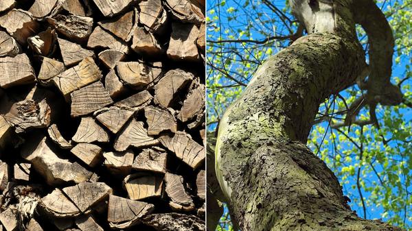 In Scheiben schneiden, sollte man nicht nur die Wurst, sondern auch das Holz. Lässt man sich das Brennholz liefern, erhält der Staat 7 Prozent Mehrwertsteuer. Der ganze Baumstamm hingegen liegt mit 19 Prozent auf der Tasche.