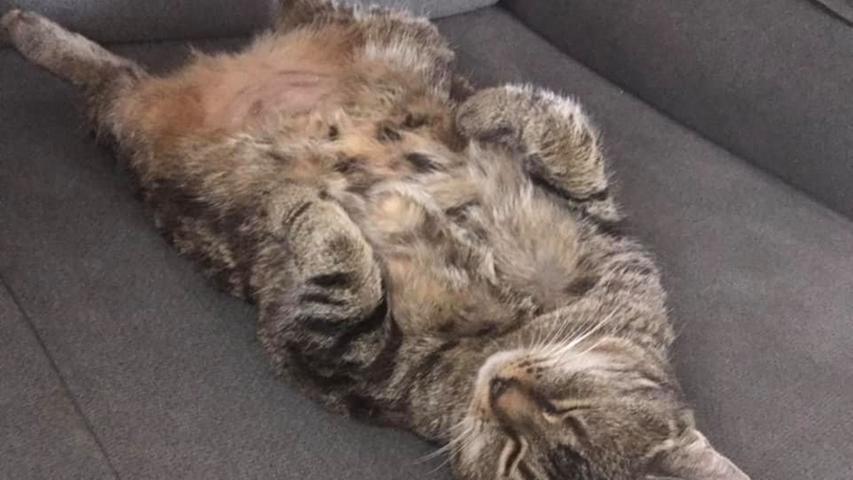 Putzig, müde, verschmust: Das sind die Katzen-Bilder unserer Leser