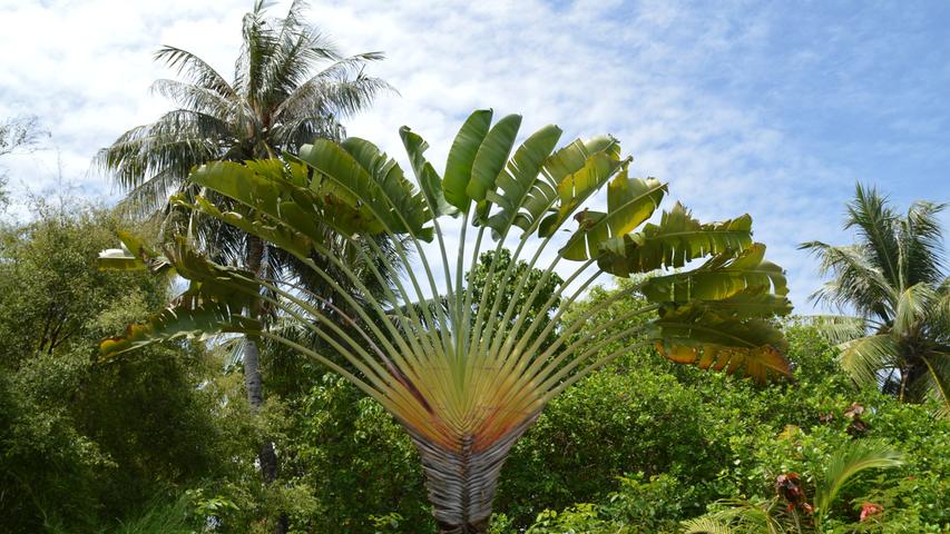 Nicht nur die Tierwelt ist exotisch und einmalig. Auf den dicht bewachsenen Inseln ragen manche Pflanzen- und Palmenkuriositäten aus dem Urwald hervor.