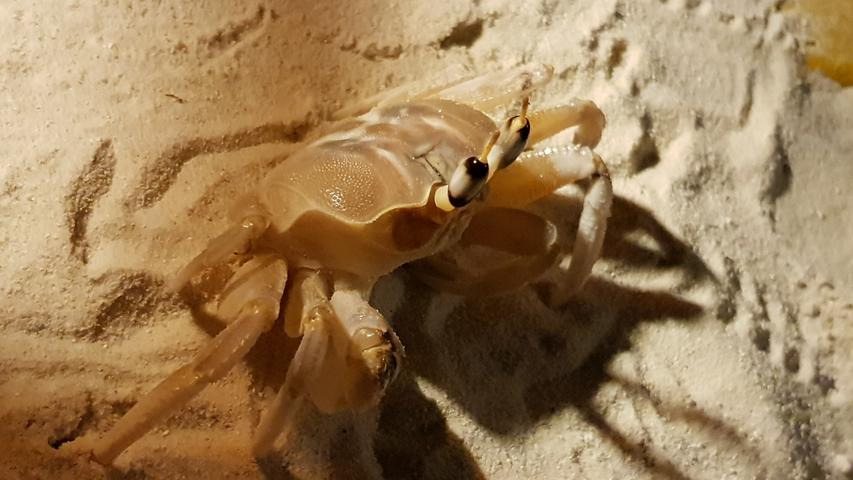 Krabbe bei Nacht: Dieses weiße, fast durchsichtige Exemplar krabbelt nachts den Pier entlang.