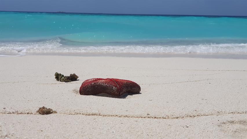 Dieser prächtig rote Seestern ist auf die Sanddüne irgendwo im Nirgendwo angespült worden. Der aufmerksame Besucher hat ihm zurück ins Meer geholfen.
