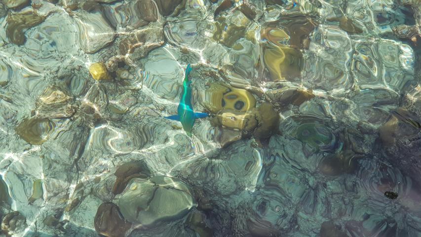 Wie ein saftiger Farbklecks sticht dieser Papgeienfisch aus dem Ozean am Hausriff der Insel Meedhupparu im Raa-Atoll hervor.