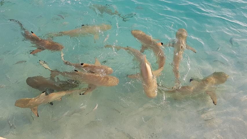 Im Atoll "Nord-Malé" schwimmen die Haie bis ins seichte Uferwasser. Direkt am Steg kann man zum Beispiel die Blacktip-Riffhaie aus nächster Nähe betrachten. Erst, wenn sie länger als vier bis sechs Meter lang sind, sind sie nur noch außerhalb der Hausriffe im tiefen Ozean anzutreffen.