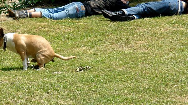 Die Vierbeiner verrichten ihr Geschäft nach Ausrichtung des Magnetfeldes unserer Erde: Nämlich in Nord-Süd-Richtung. Was das wohl auf sich hat?