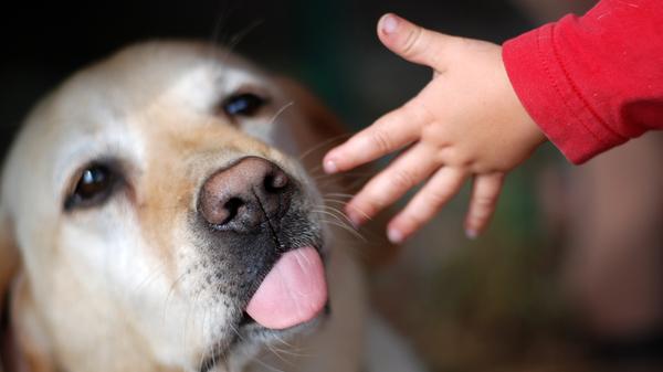 Es wurde wissenschaftlich erwiesen, dass das Streicheln eines Hundes als blutdrucksenkend gilt. Dabei werden besondere Hormone im menschlichen Körper freigesetzt.