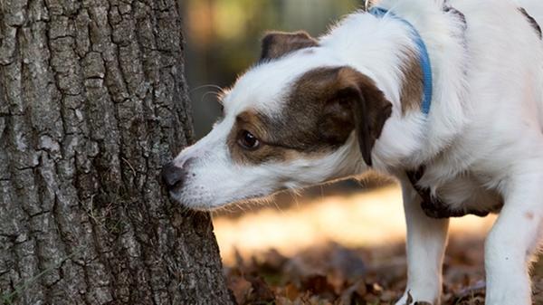 Hunde haben mehr als 200 Millionen Riechzellen und können tatsächlich erschnüffeln, wenn der Insulinspiegel in unserem Körper sinkt. Deshalb werden die Fellnasen dafür trainiert, um bestimmte Veränderungen im menschlichen Körper und auch Krankheiten festzustellen.