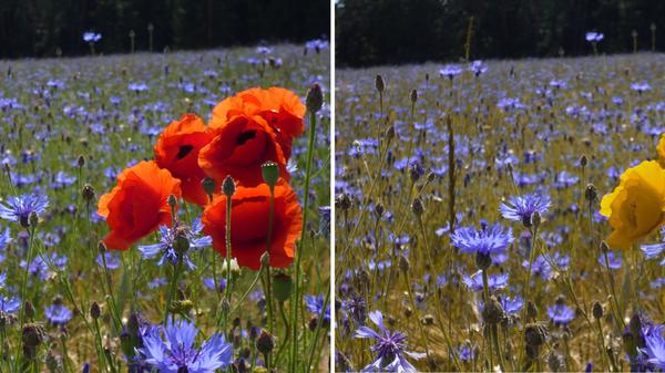 Das Hundeauge kann nur Farben im Spektrum Blau-Violett und Gelb sehen. Die Farbe Rot nimmt das Auge wie Gelb auf, die Farbe Grün sehen die Hunde nicht und Purpur erscheint ihnen wie Grau. Ein Mensch dagegen kann bis zu 200 Farbtöne unterscheiden.