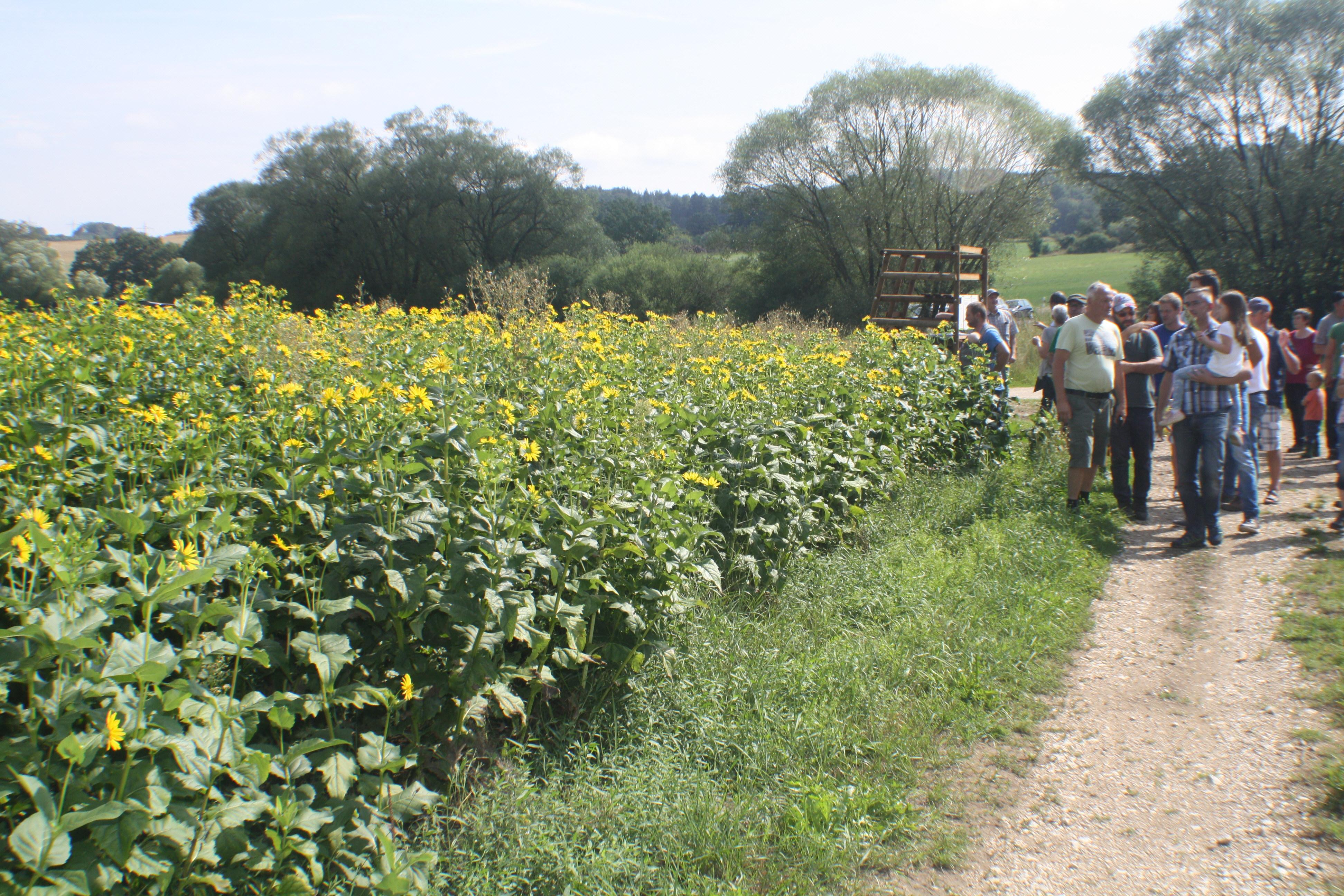 Rehlingen: Test für die Silphie als Alternative zum Mais | Nordbayern