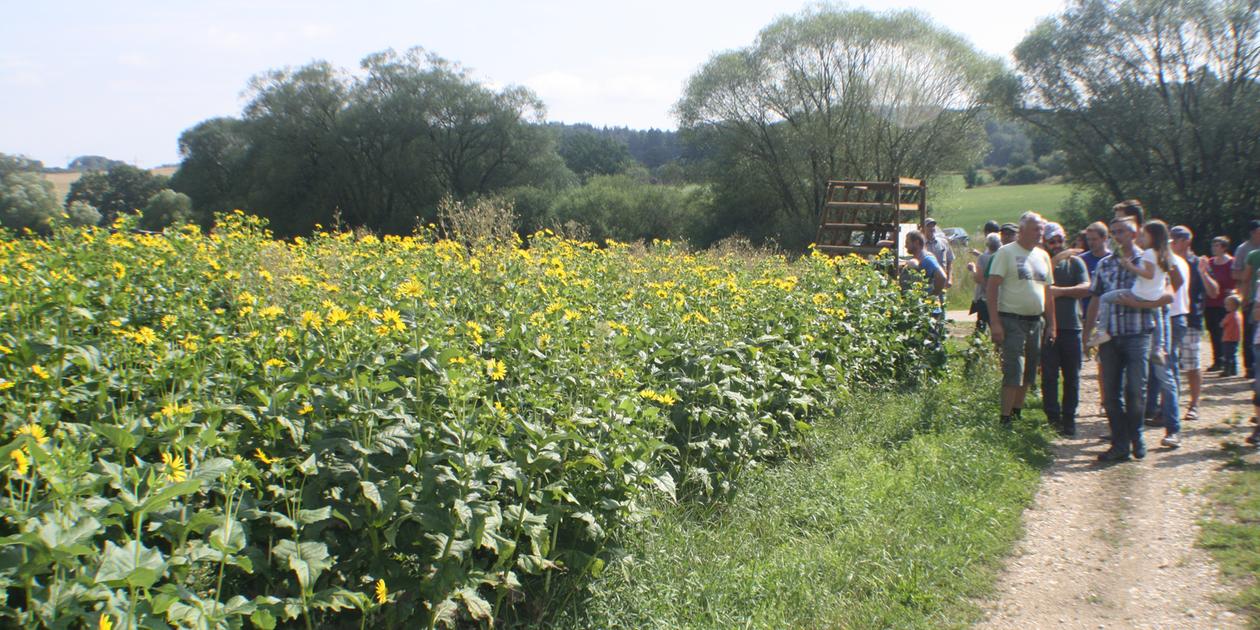Rehlingen: Test für die Silphie als Alternative zum Mais | Nordbayern