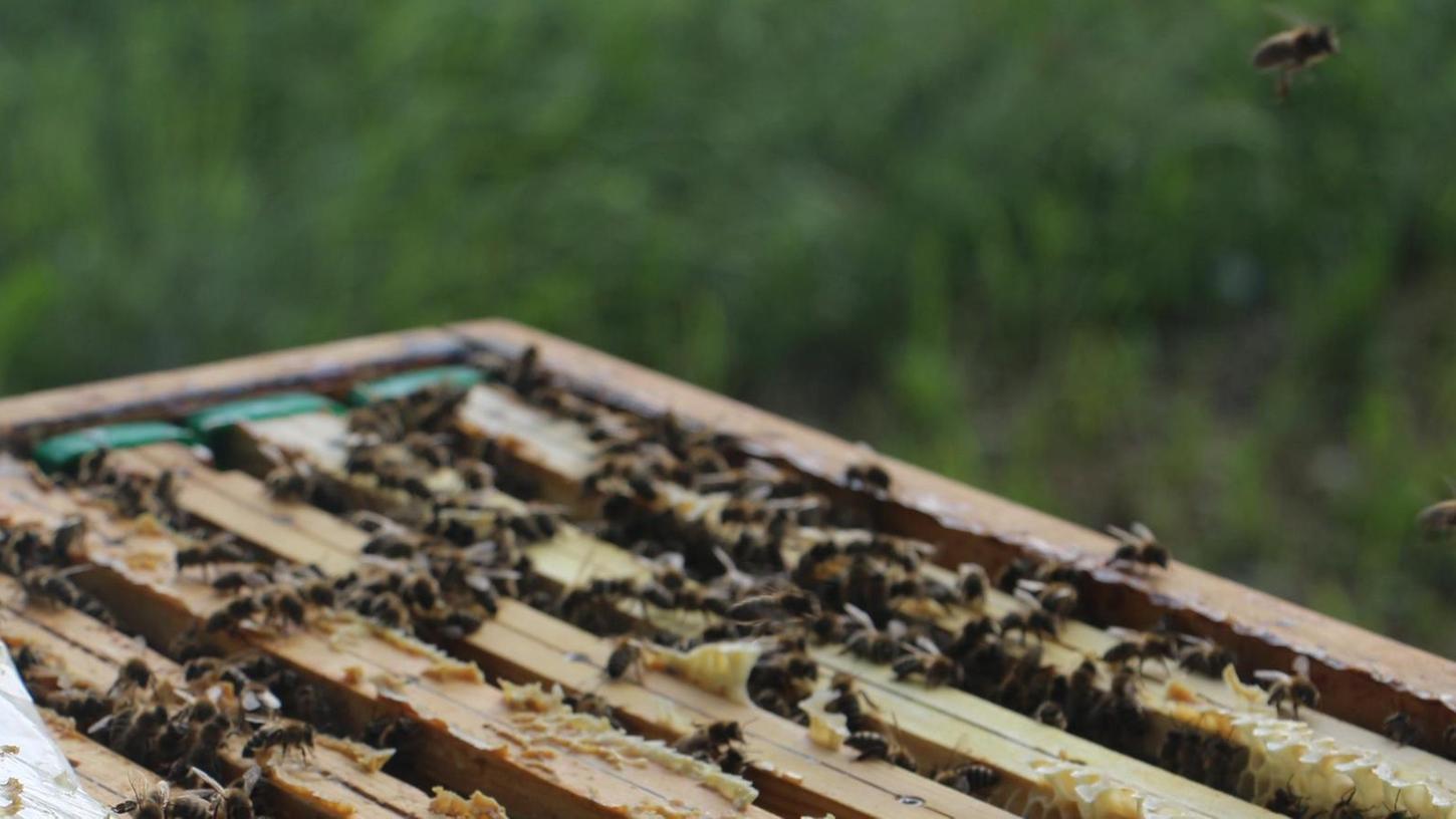 Die Imker und das Bienensterben