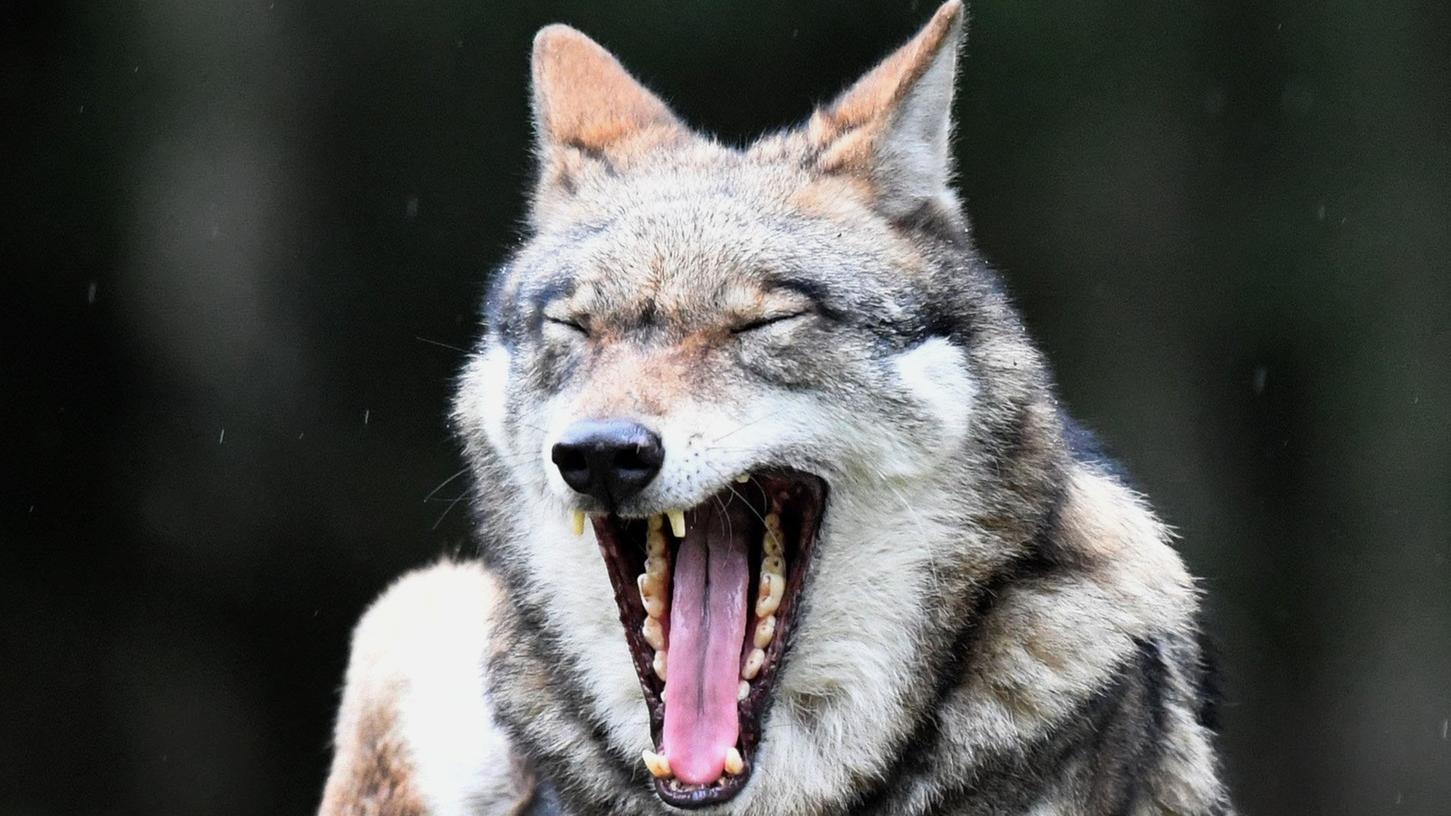 14 Millionen Euro für Schutzmaßnahmen gegen Wölfe geplant