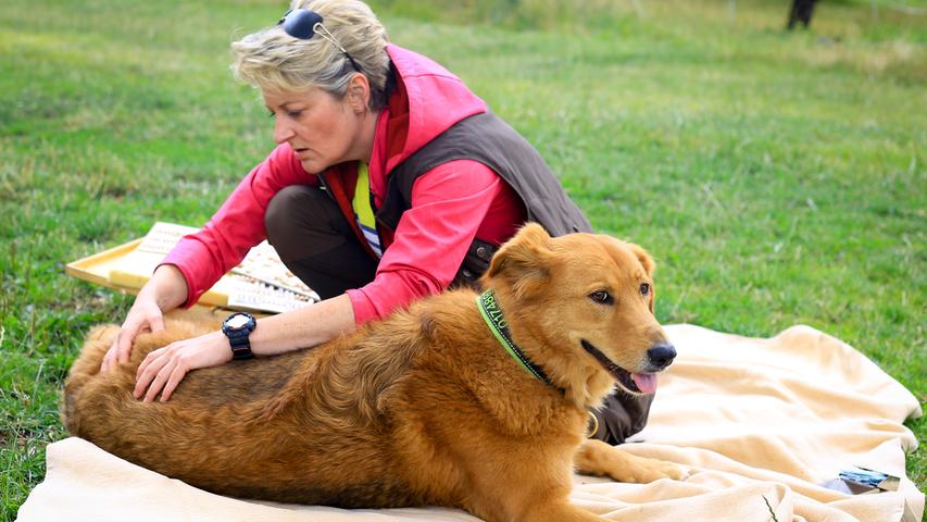 Sport, Betreuung und Zubehör: Alles für den Hund rund um Forchheim