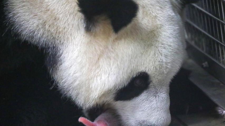 Die Geburt zweier seltener Riesenpandas im Tierpark Pairi Daiza hat in Belgien Begeisterung ausgelöst. Die beiden "rosa Garnelen" seien bester Gesundheit, hieß es mit Blick auf die kleinen, beinahe haarlosen Tiere auf Twitter. Dazu postete der Tierpark Fotos, auf denen die Mutter ihre Nachkommen trägt. Nach Angaben des Tierparks handelt es sich um ein Männchen und ein Weibchen. Die Babys wiegen laut WWF bei der Geburt  nur zwischen 80 und 200 Gramm - ausgewachsen bringen die Tiere bis zu 120 Kilogramm auf die Waage. Pandamutter Hao Hao war im April künstlich befruchtet worden.