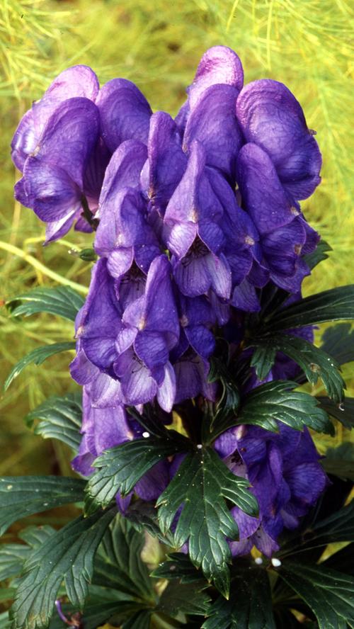 Der Eisenhut ist wegen seiner auffälligen tiefblauen Blüten sehr beliebt. Dabei handelt es sich hierbei um die giftigste Pflanze, die in Europa heimisch ist.