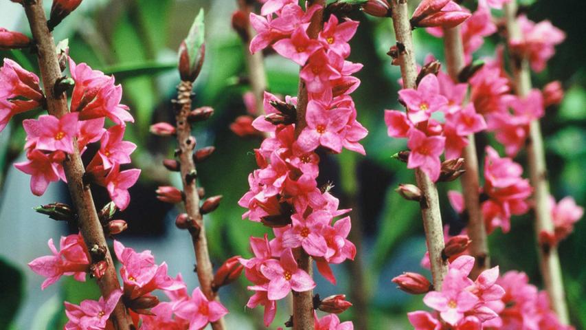 Der Seidelbast ist ein bis zu zwei Meter hoher Strauch, der von März bis Mai rosafarben blüht und einen betörenden Duft verbreitet. Danach bildet er Beeren aus, die sehr appetitlich rot leuchten. Zehn bis zwölf der Beeren können für Kinder tödlich sein. Auch die anderen Pflanzenteile sind giftig.