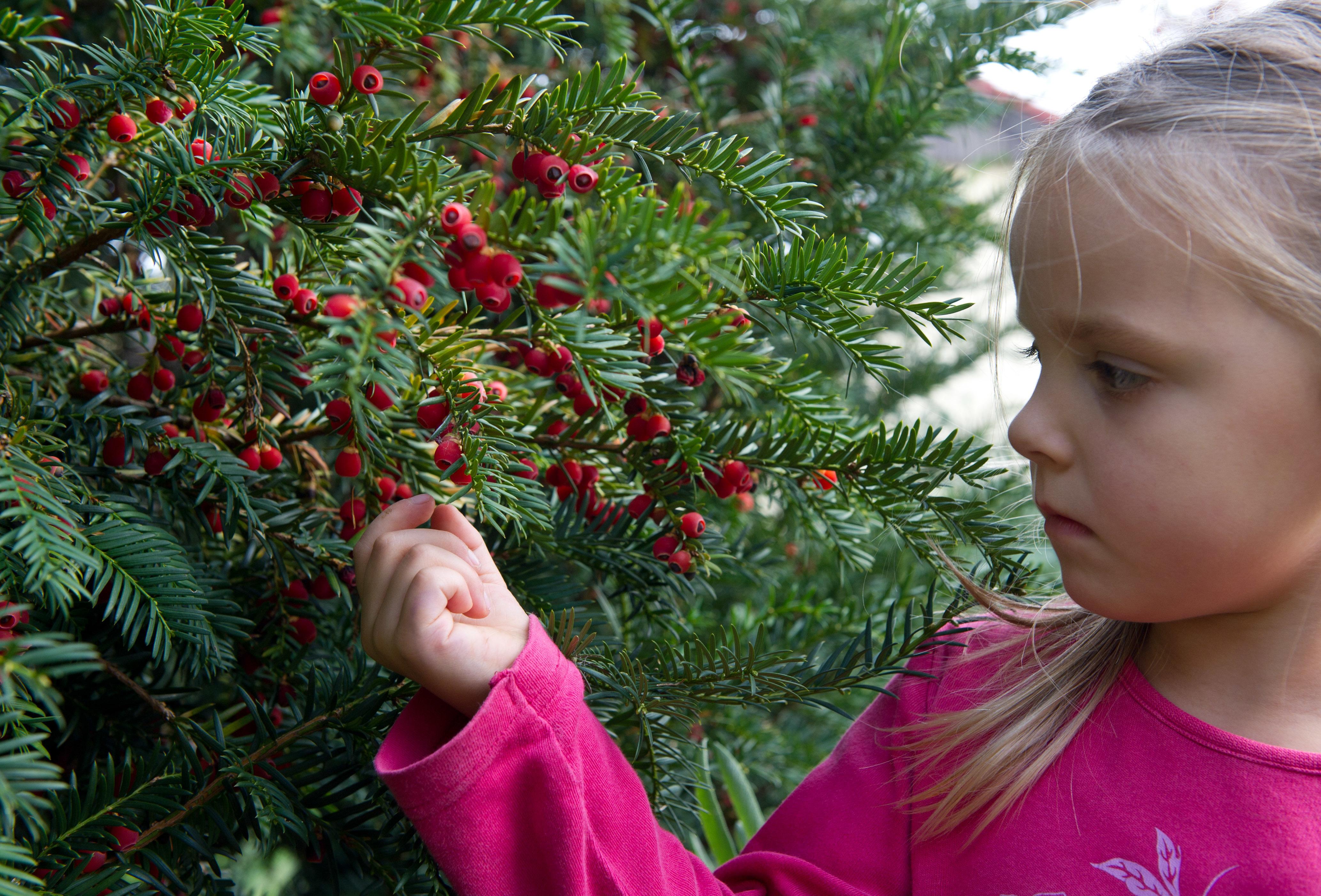 So schön, so gefährlich: Vorsicht bei Zierpflanzen im Garten