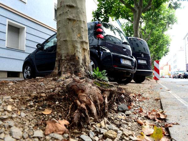 Bäume oder Autos: Wer hat in Fürth Vorrang?