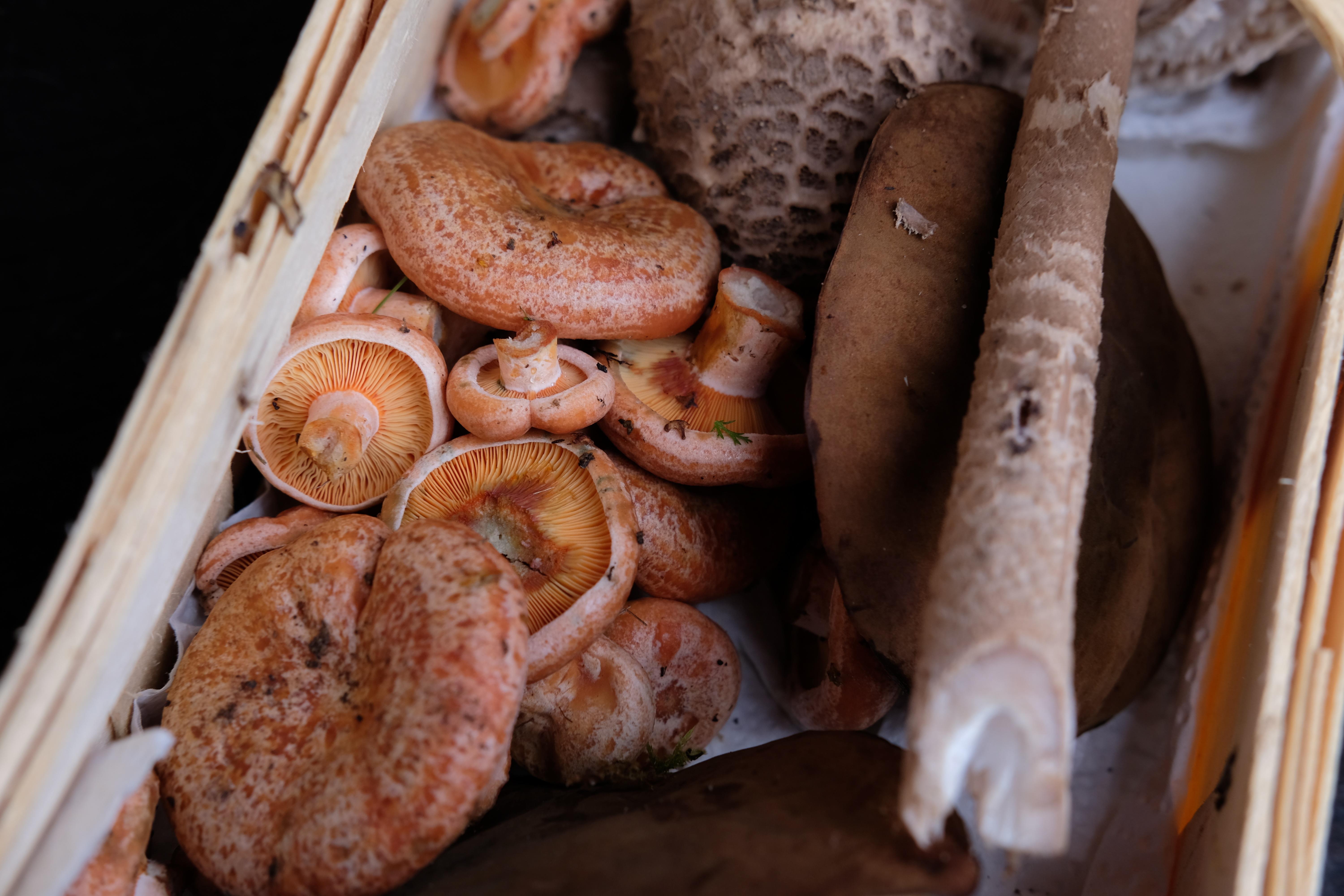 Die Mischung macht's: Hier hat der Sammler und Pilzberater Rudolf Rossmeissl verschiedene Arten zusammengetragen.