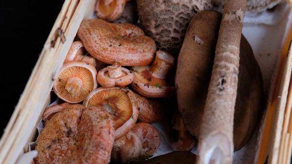 Die Mischung macht's: Hier hat der Sammler und Pilzberater Rudolf Rossmeissl verschiedene Arten zusammengetragen.