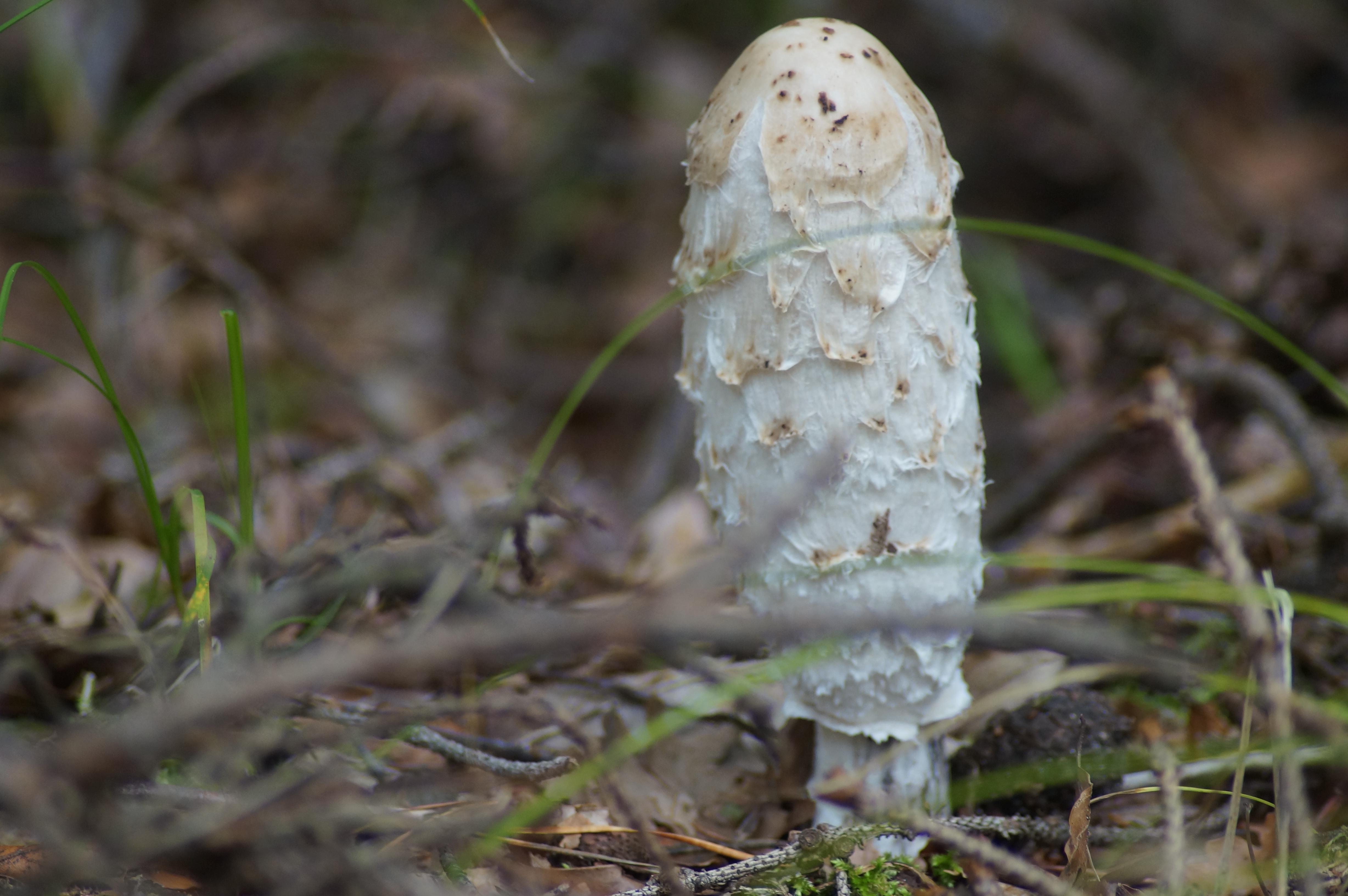 Mit seinem walzen- bis eiförmigen Hut wird der Schopftintling bis zu 25 Zentimeter groß. Er gilt als leicht verdaulich - solange er jung und frisch ist.
