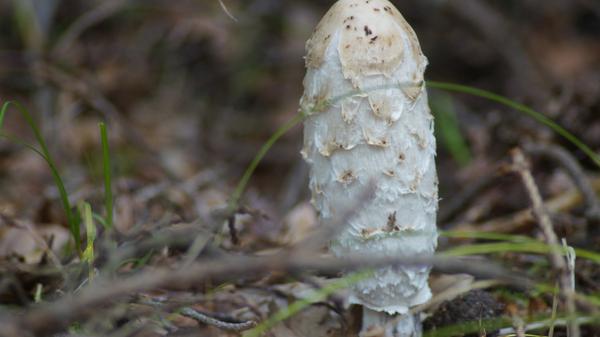 Mit seinem walzen- bis eiförmigen Hut wird der Schopftintling bis zu 25 Zentimeter groß. Er gilt als leicht verdaulich - solange er jung und frisch ist.