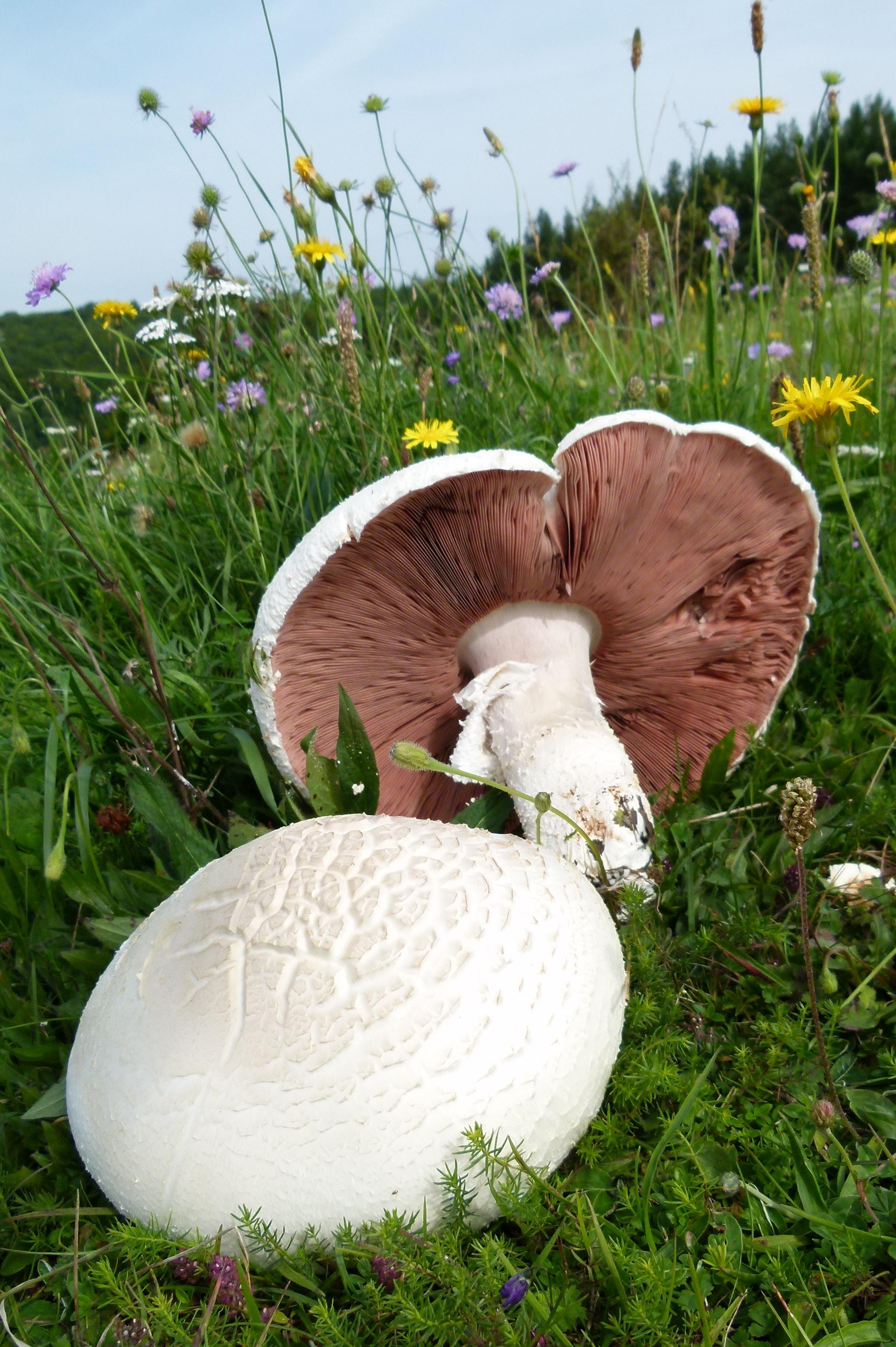 Champignons stehen ganz oben in der Gunst der Pilzfreunde. Sie enthalten viel Vitamin B und D sowie Kalium, sind kalorienarm und spielen in der Küche eine zentrale Rolle. Wiesen-Champignons werden auch Feld-Egerlinge genannt. Allerdings haben sich in jüngster Zeit schädliche Varianten eingeschlichen, also aufgepasst!