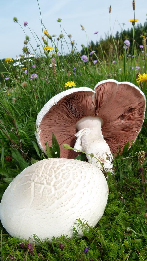 Champignons stehen ganz oben in der Gunst der Pilzfreunde. Sie enthalten viel Vitamin B und D sowie Kalium, sind kalorienarm und spielen in der Küche eine zentrale Rolle. Wiesen-Champignons werden auch Feld-Egerlinge genannt. Allerdings haben sich in jüngster Zeit schädliche Varianten eingeschlichen, also aufgepasst!