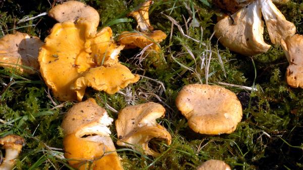 In diesem Jahr bisher noch selten - und deshalb umso stärker gefragt: Echte Pfifferlinge.