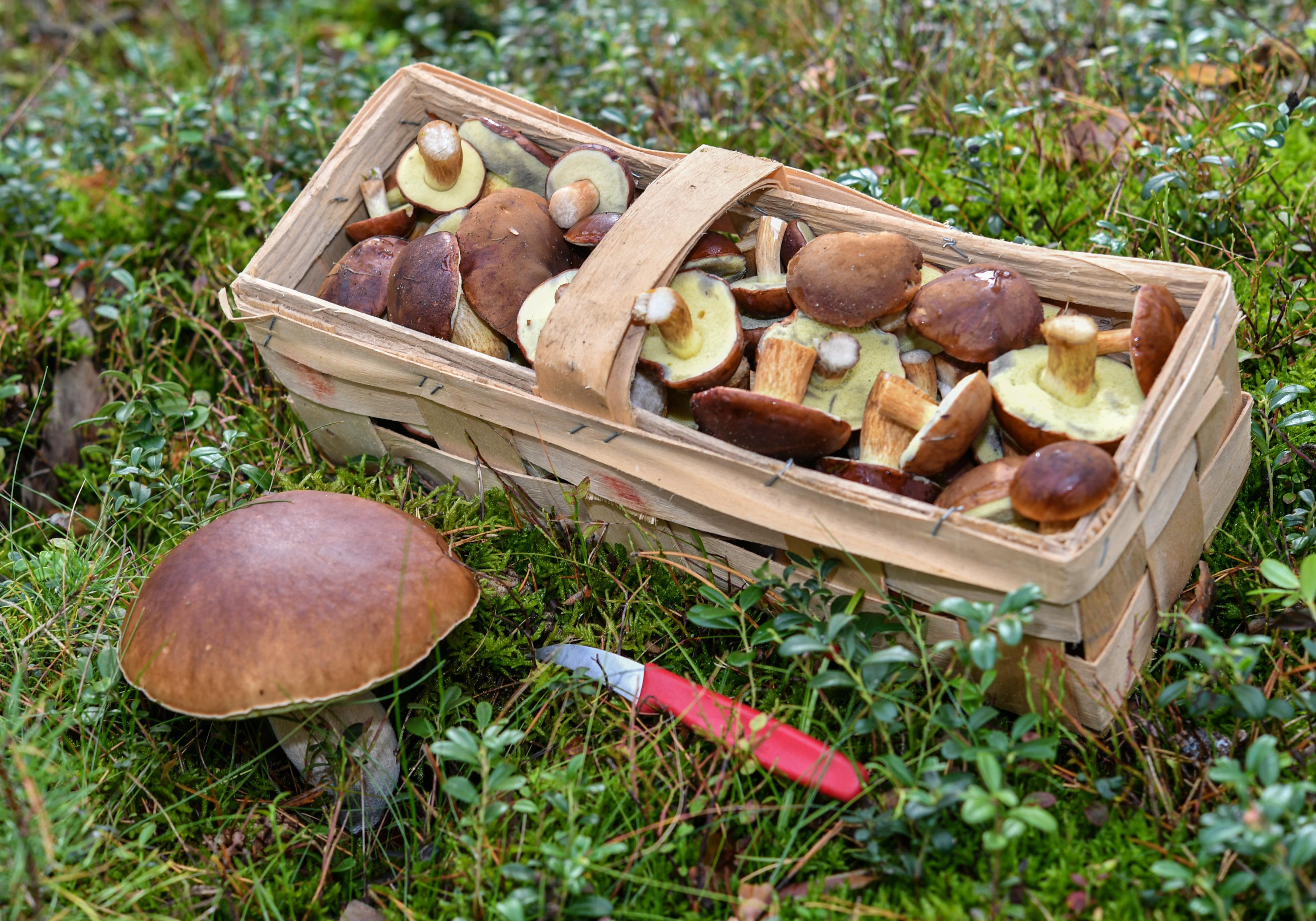 So hätten wir es gerne: Ein ganzer Korb voller Maronen-Röhrlinge steht neben einem Steinpilz.
