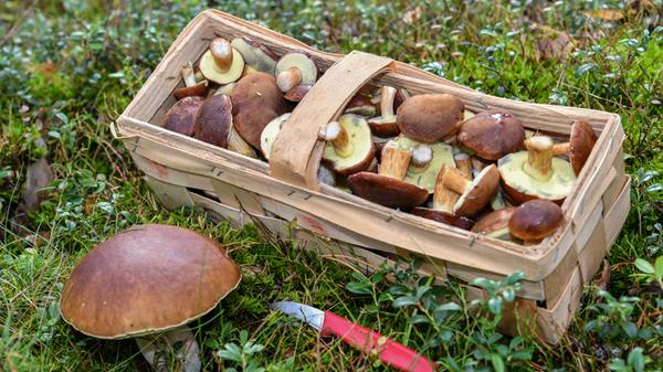 So hätten wir es gerne: Ein ganzer Korb voller Maronen-Röhrlinge steht neben einem Steinpilz.
