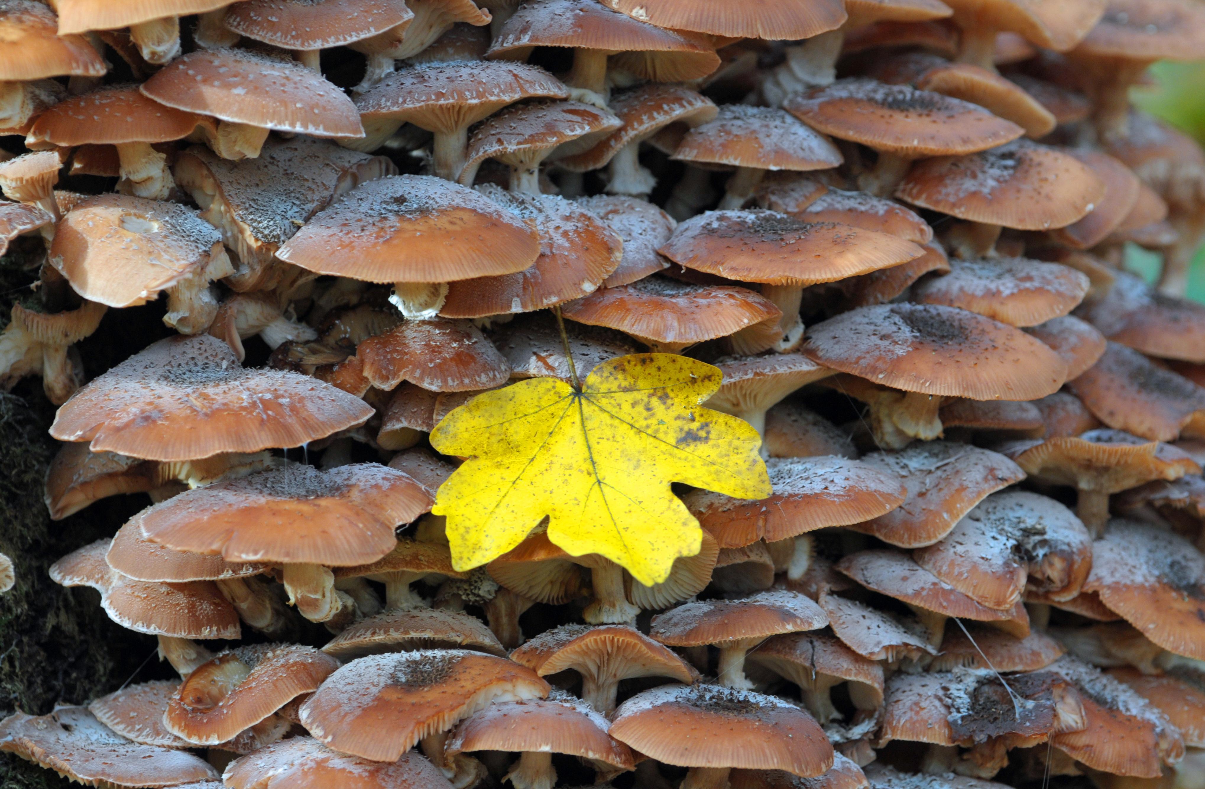 Laub liegt auf einer Kolonie von Hallimasch-Pilzen, die an dem Stumpf eines abgestorbenen Baumes wachsen. Der Hallimasch ist ein Speisepilz und der häufigste Pilz im Spätherbst im Wald. Er sollte immer gekocht und am besten noch gebraten werden.