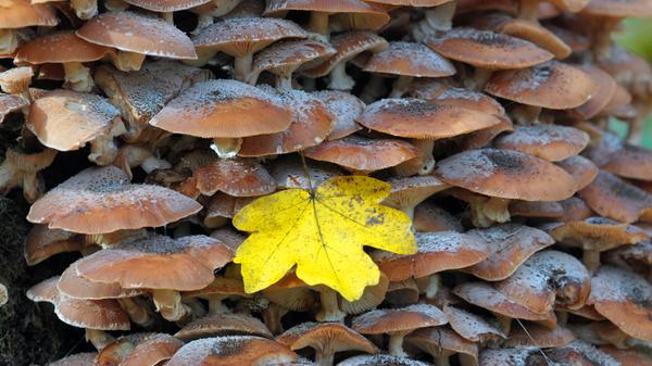 Laub liegt auf einer Kolonie von Hallimasch-Pilzen, die an dem Stumpf eines abgestorbenen Baumes wachsen. Der Hallimasch ist ein Speisepilz und der häufigste Pilz im Spätherbst im Wald. Er sollte immer gekocht und am besten noch gebraten werden.
